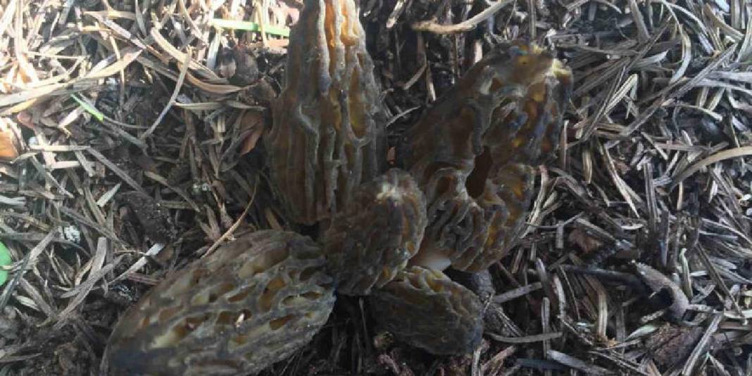 Halk arasında ‘göbek’ diye biliniyor, 1.800 rakımdan toplanıyor: Kilosu 1500 TL! 2